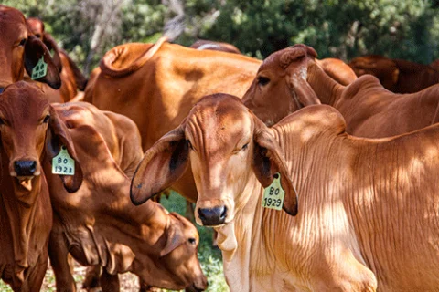 rebanho ilustra aplicativo para pesar gado